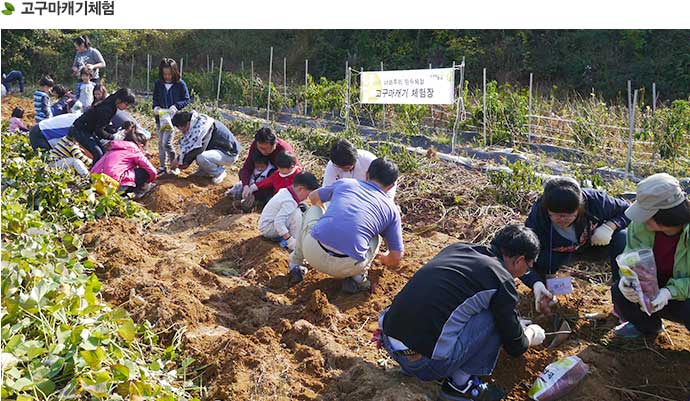 고구마캐기체험